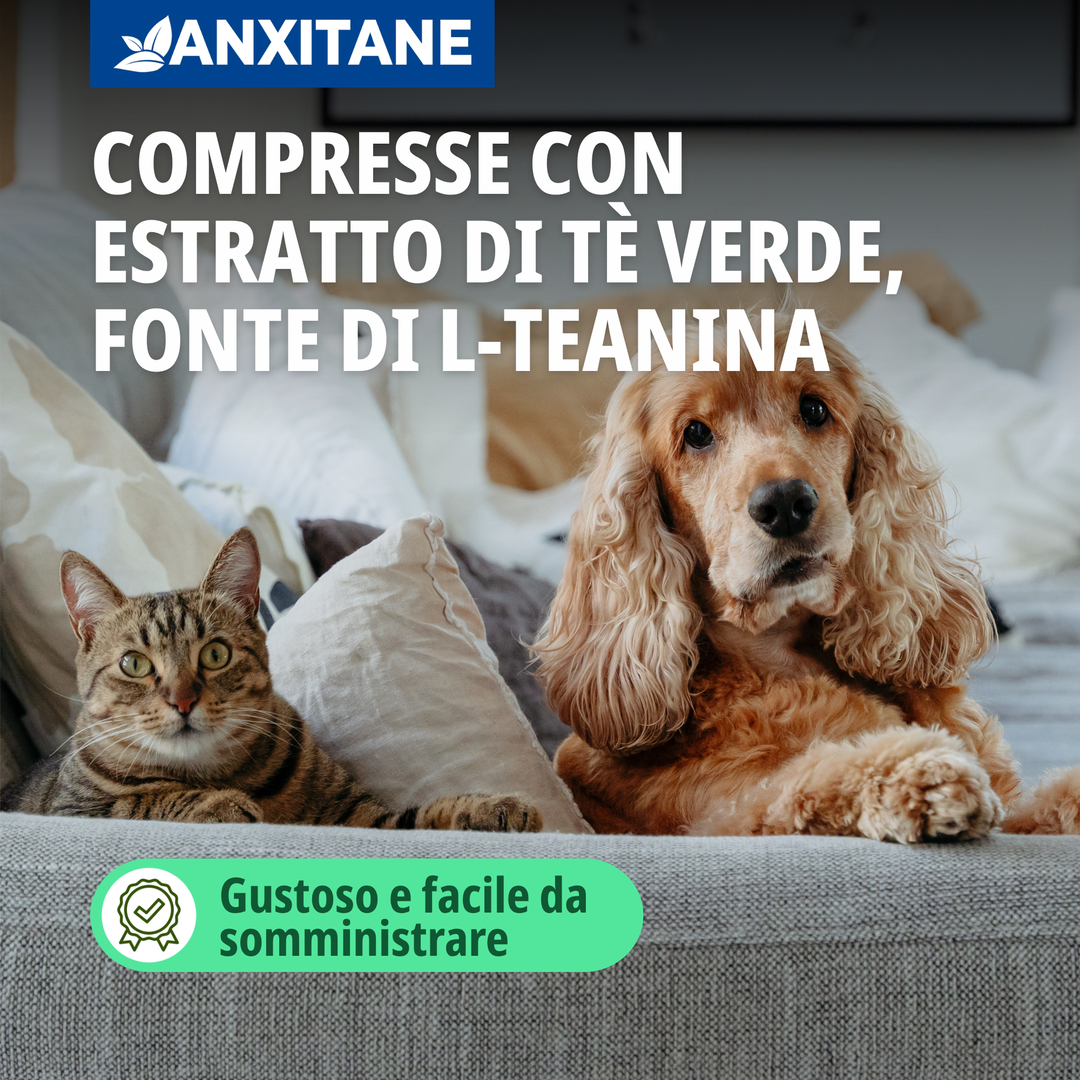 ANXITANE S