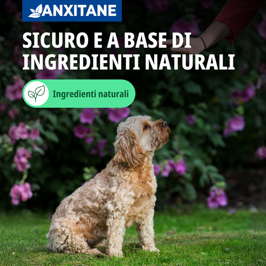 ANXITANE S