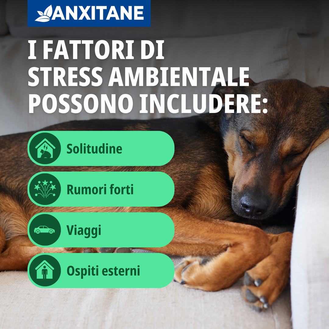 ANXITANE S