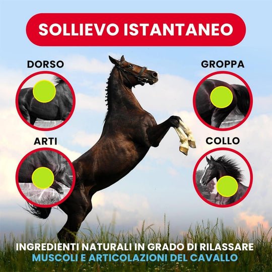 ARNICA 100&