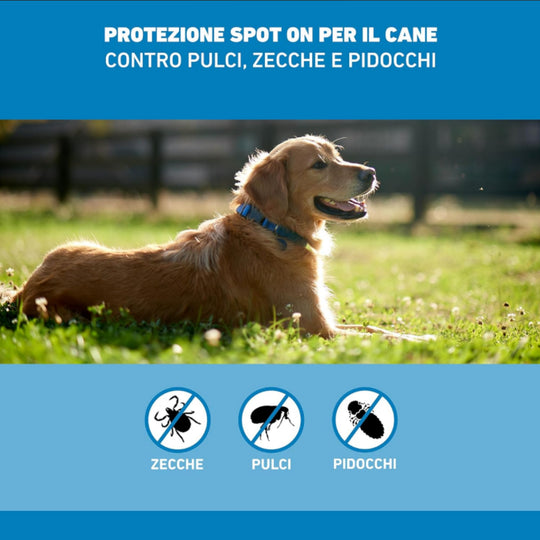 FRONTLINE SPOT ON CANI 20/40 Kg 3 pip